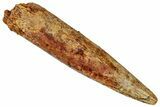 Fossil Sauropod Dinosaur (Rebbachisaurus) Tooth - Morocco #329040-1
